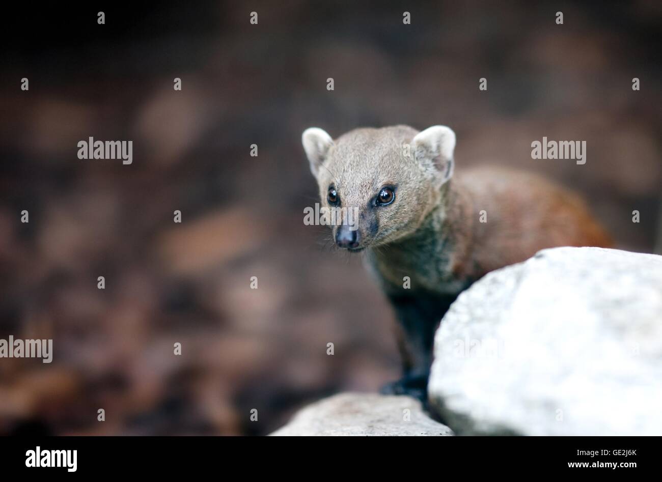 common grey mongoose Stock Photo