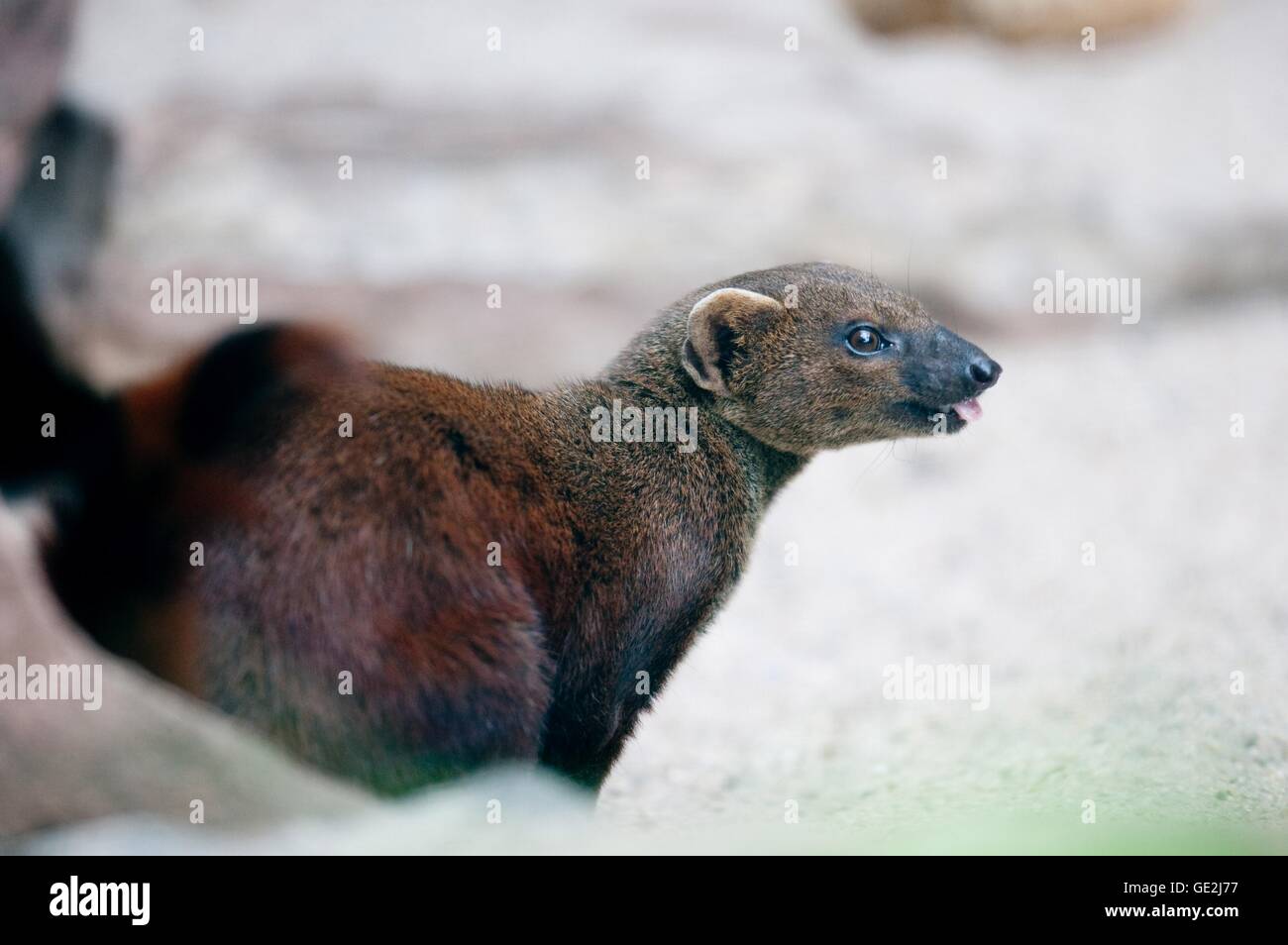 common grey mongoose Stock Photo
