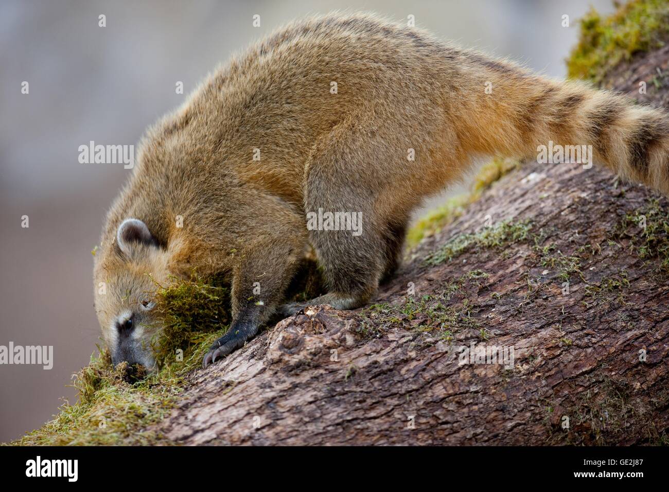 coati Stock Photo