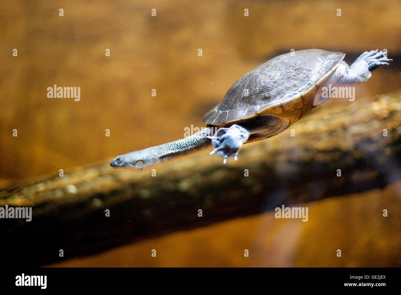 snake-necked turtle Stock Photo