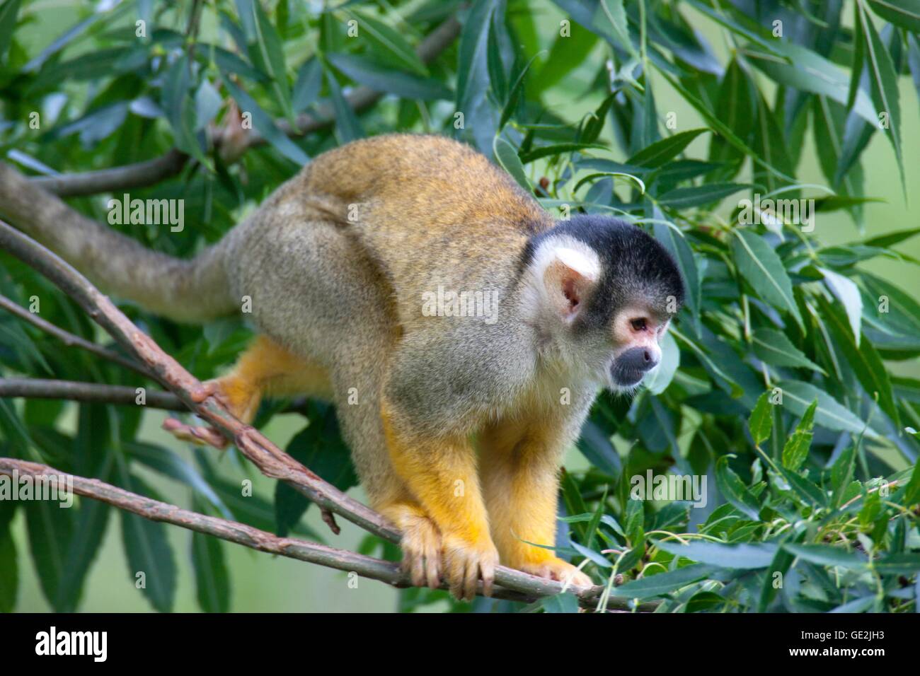squirrel monkey Stock Photo