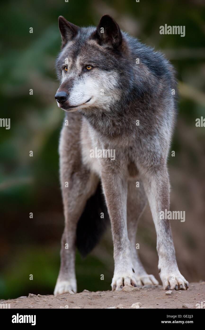 Greywolf hi-res stock photography and images - Alamy