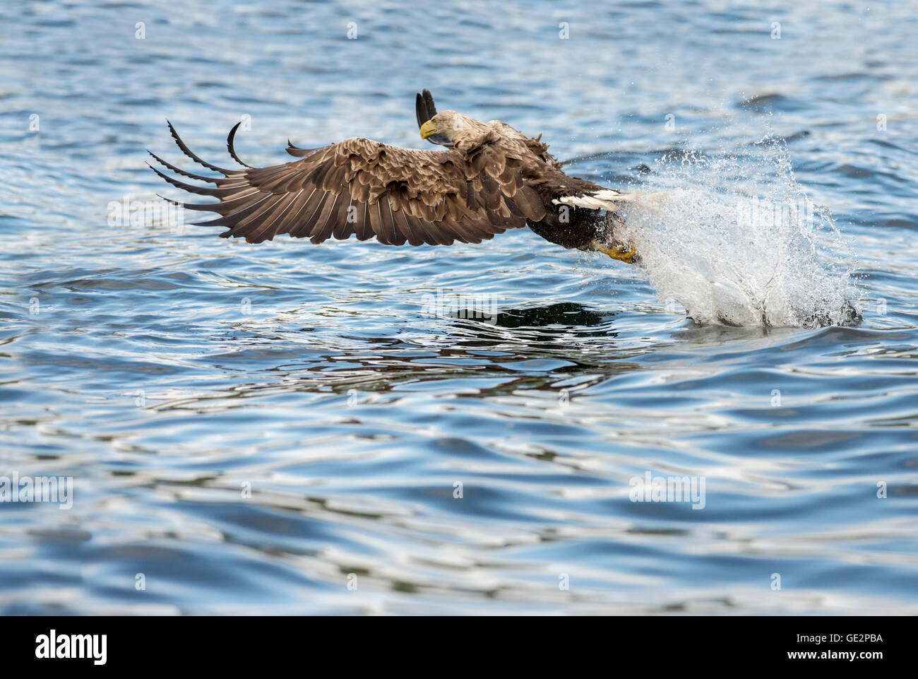 White-tailed eagle (Haliaeetus albicilla) striking water whilst catching a fish Stock Photo