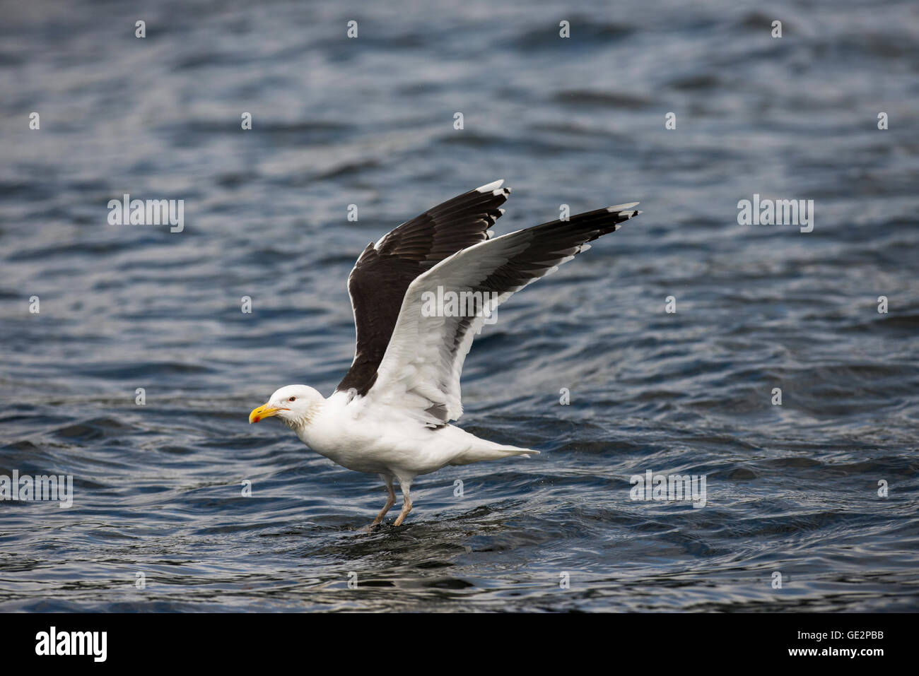 Greater black-backed gull (Larus marinus) alighting on the sea Stock Photo