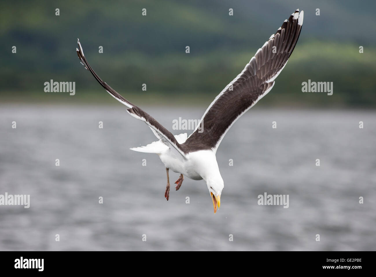 Greater black-backed gull (Larus marinus) calling in flight before tackling another bird with food Stock Photo