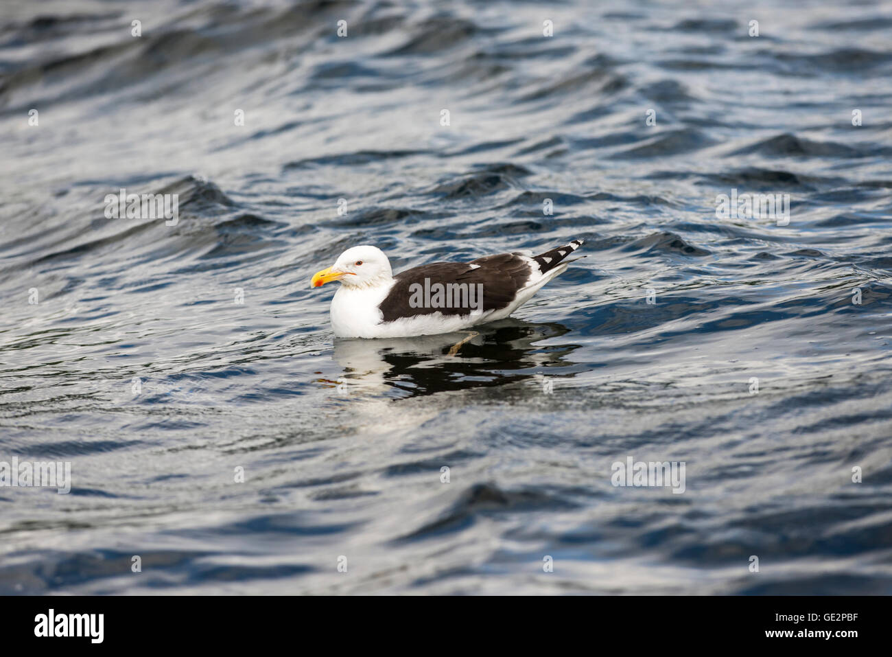 Greater black-backed gull (Larus marinus) at rest on the sea. Stock Photo