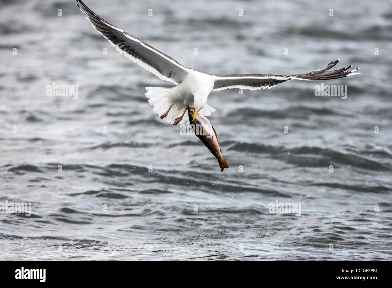 Greater black-backed gull (Larus marinus) with dead fish, which subsequently proved too large for the bird. Stock Photo