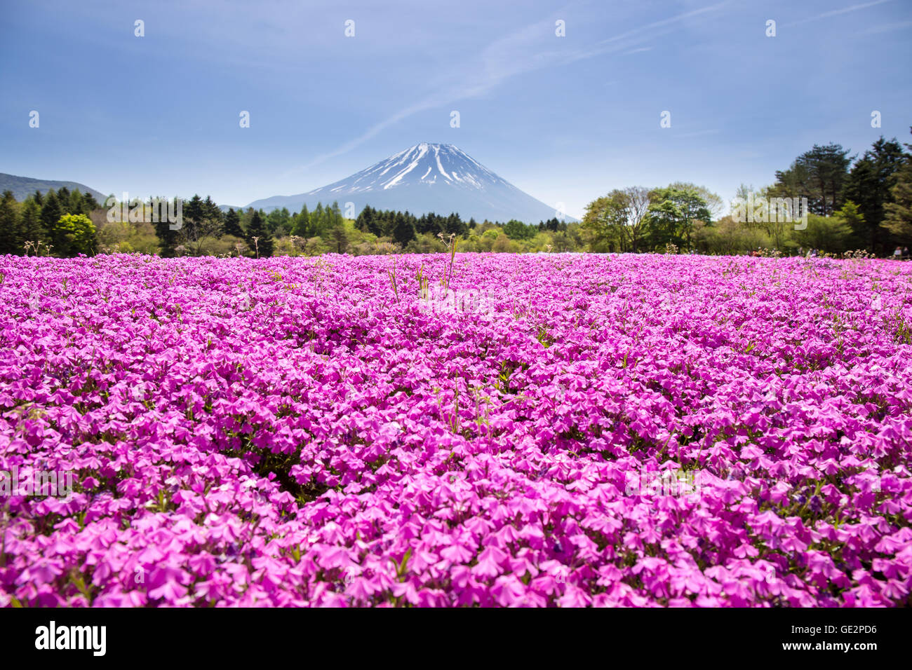 Japan Shibazakura Festival with the field of pink moss of Sakura or cherry blossom with Mountain Fuji Yamanashi, Japan Stock Photo