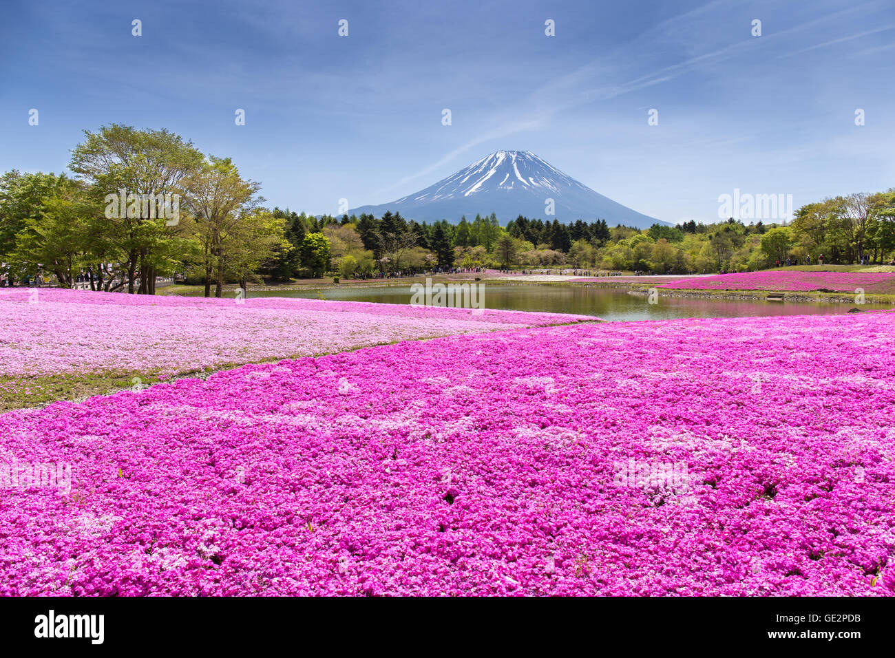 Japan Shibazakura Festival with the field of pink moss of Sakura or cherry blossom with Mountain Fuji Yamanashi, Japan Stock Photo