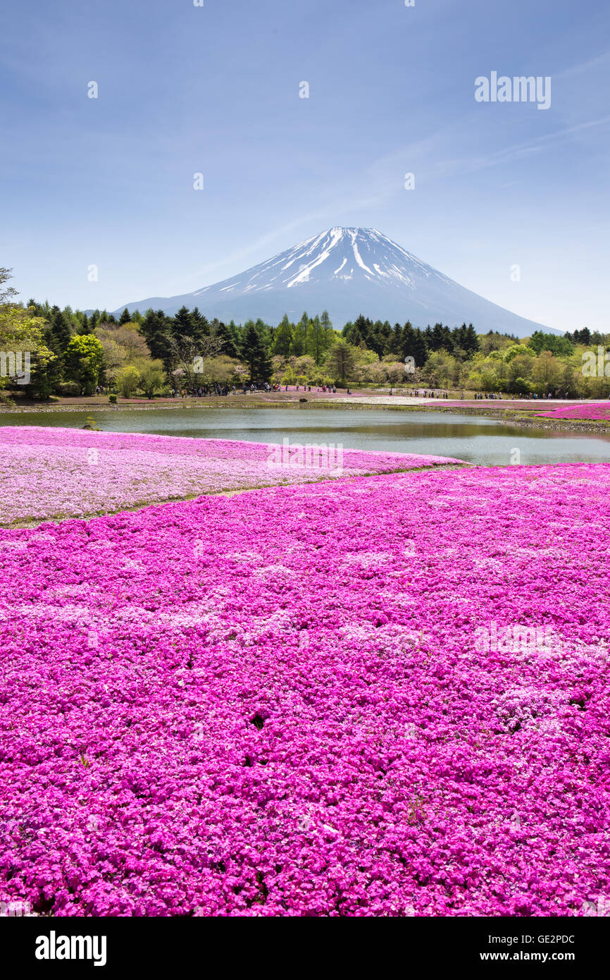 Japan Shibazakura Festival with the field of pink moss of Sakura or cherry blossom with Mountain Fuji Yamanashi, Japan Stock Photo