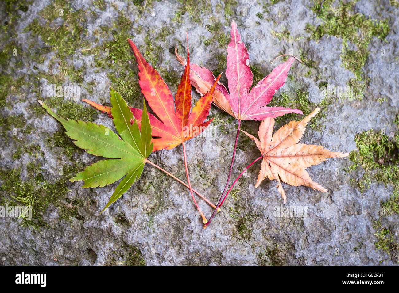 Autumn leaves life cycle Stock Photo