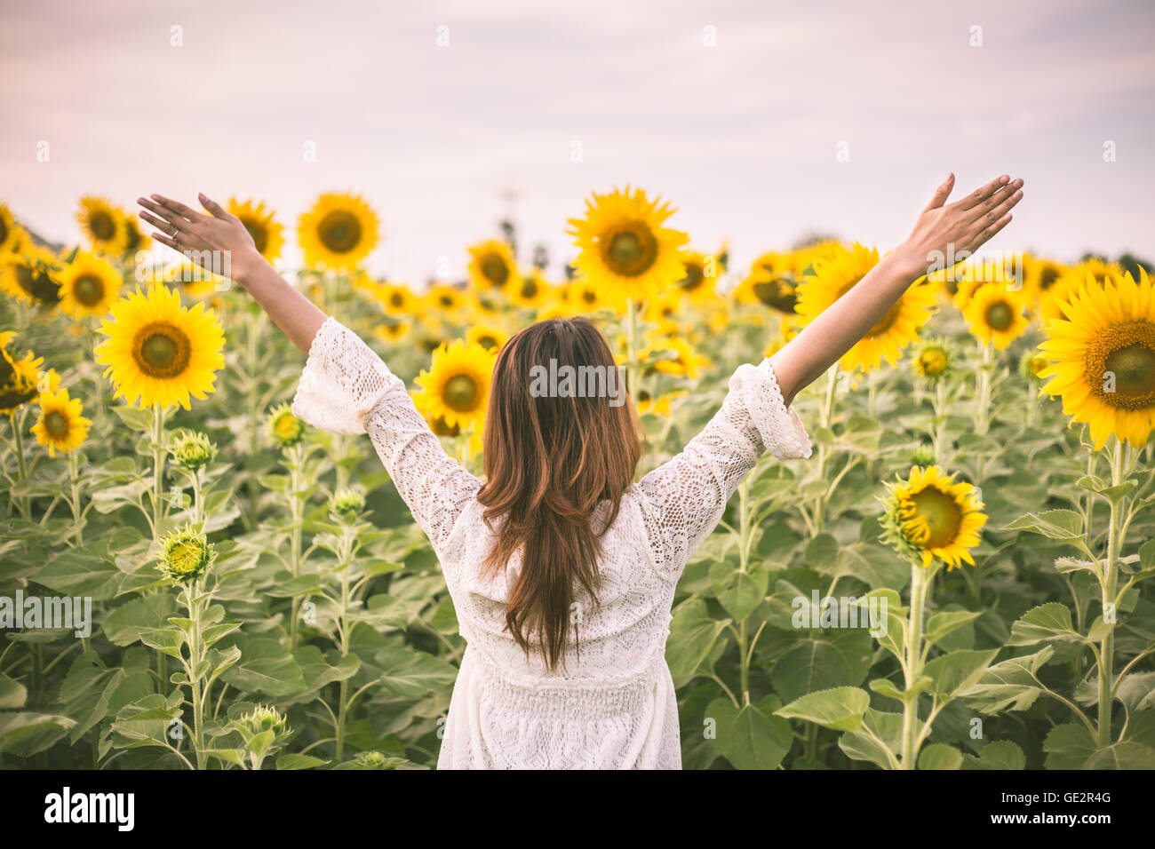 beautiful girl in field of sunflowers vintage Stock Photo - Alamy