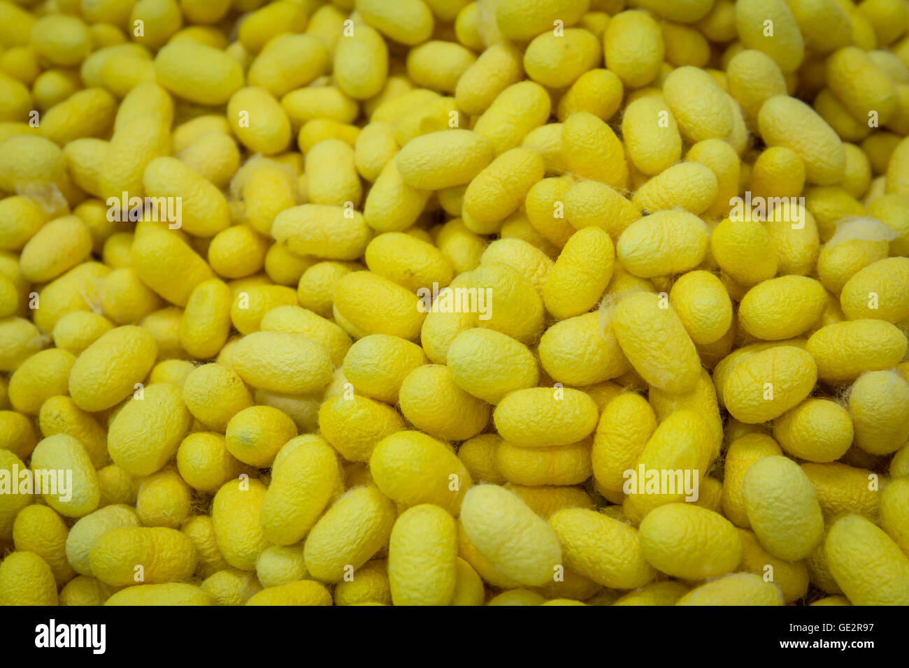 Yellow cocoons Stock Photo