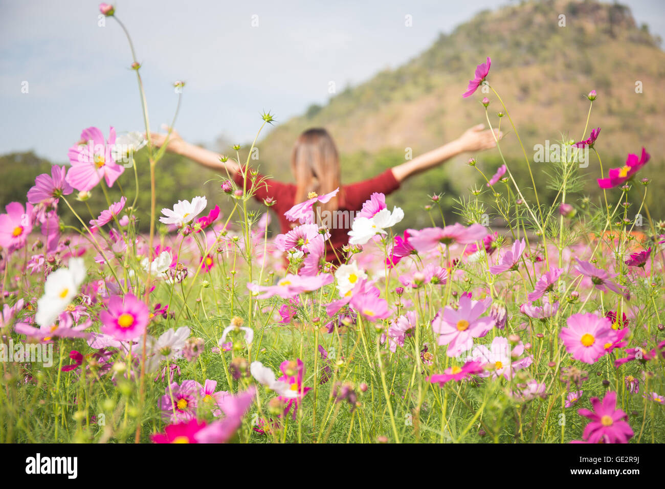 Blue cosmos isolated flower hi-res stock photography and images - Alamy