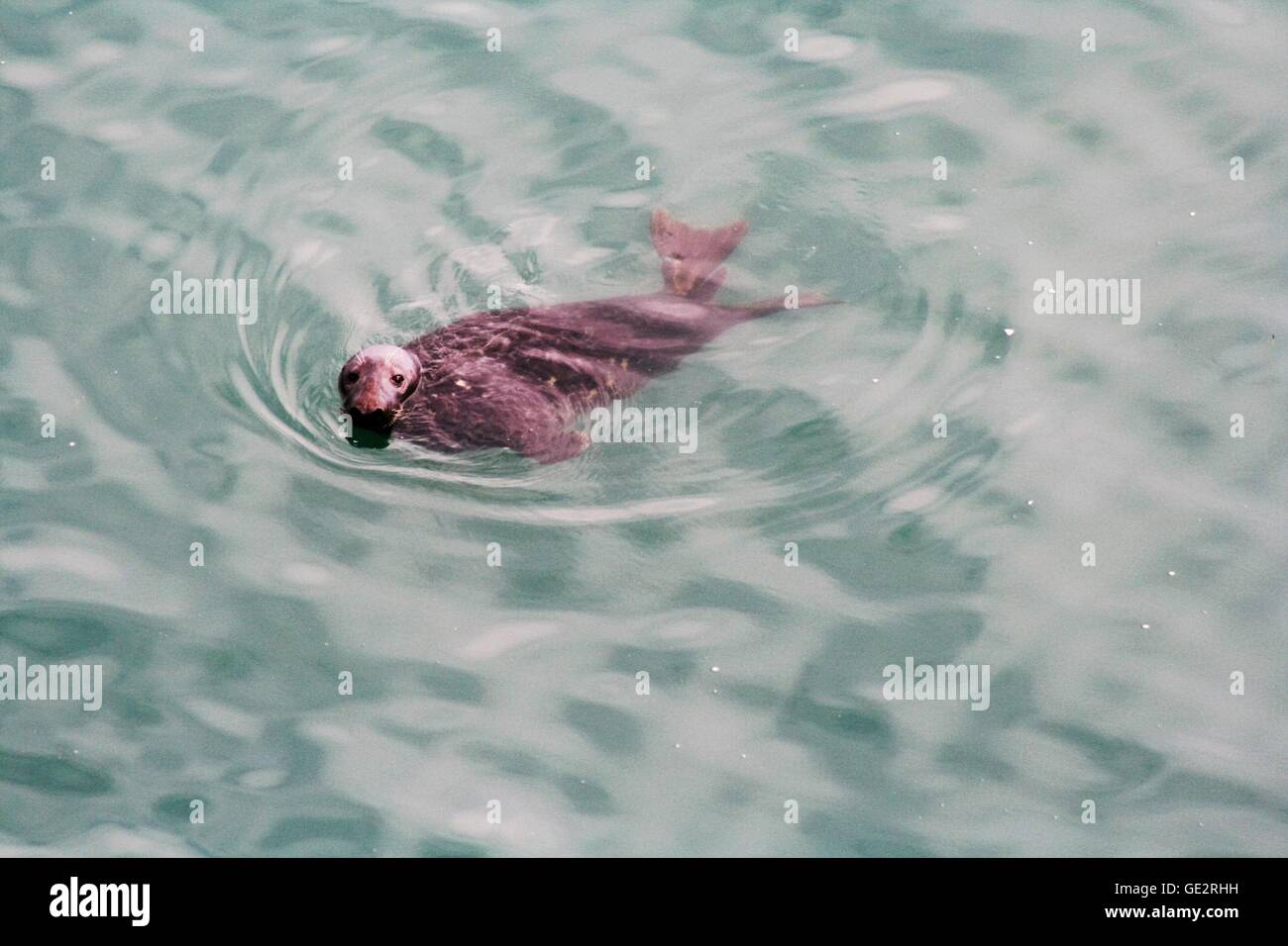 Atlantic Grey seal Stock Photo
