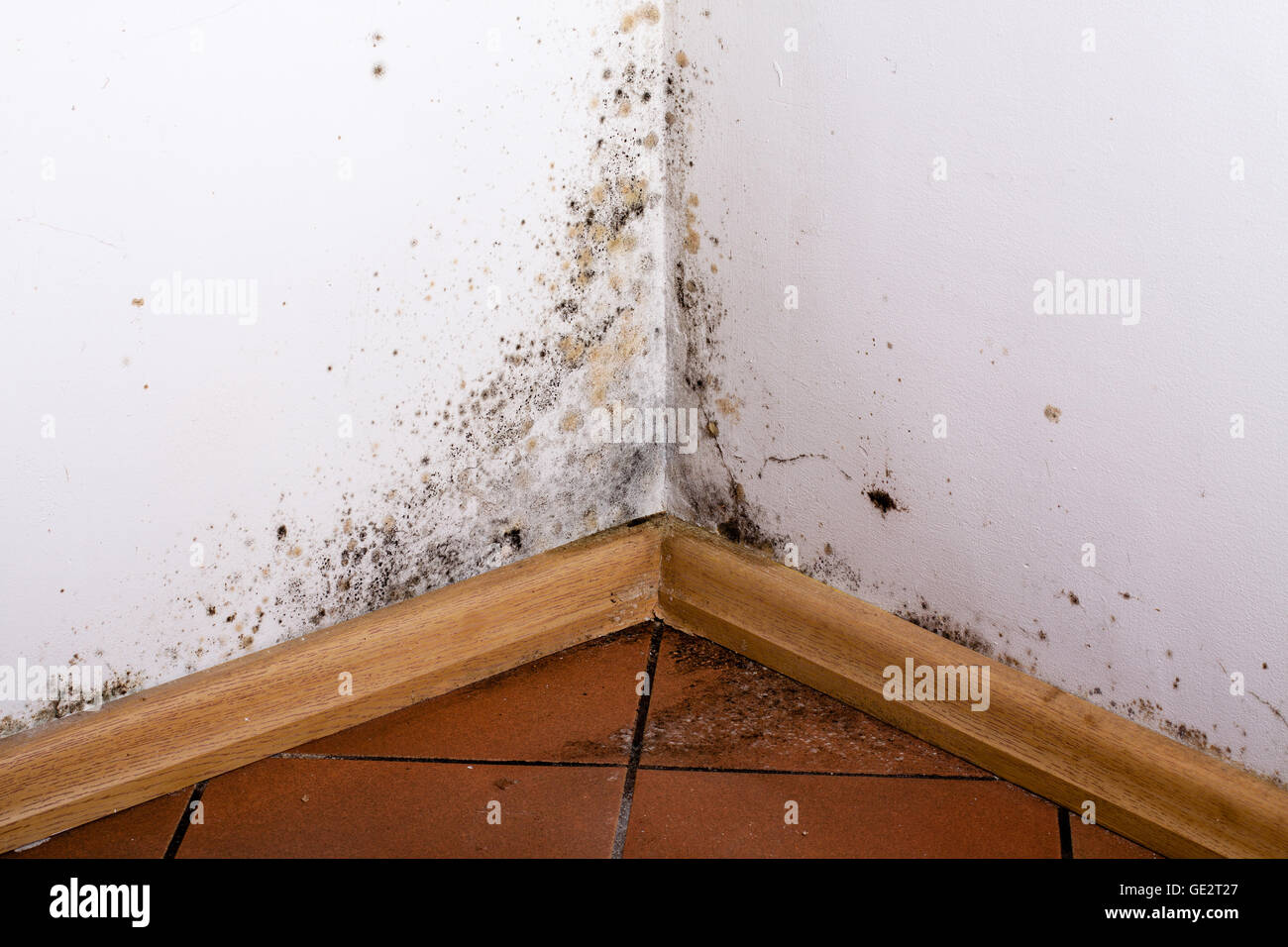 Black Mold In The Corner Of Room Wall Stock Photo 111930175 Alamy