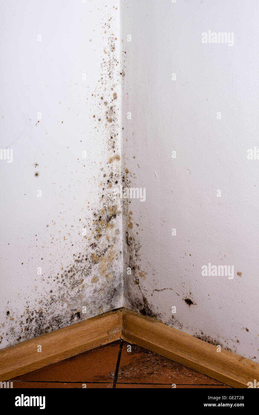 Black mold in the corner of room wall Stock Photo Alamy