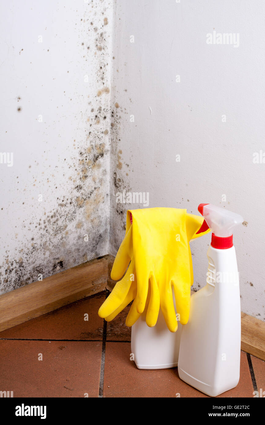 Black mold in the corner of room wall. Preparation for mold removal Stock Photo Alamy