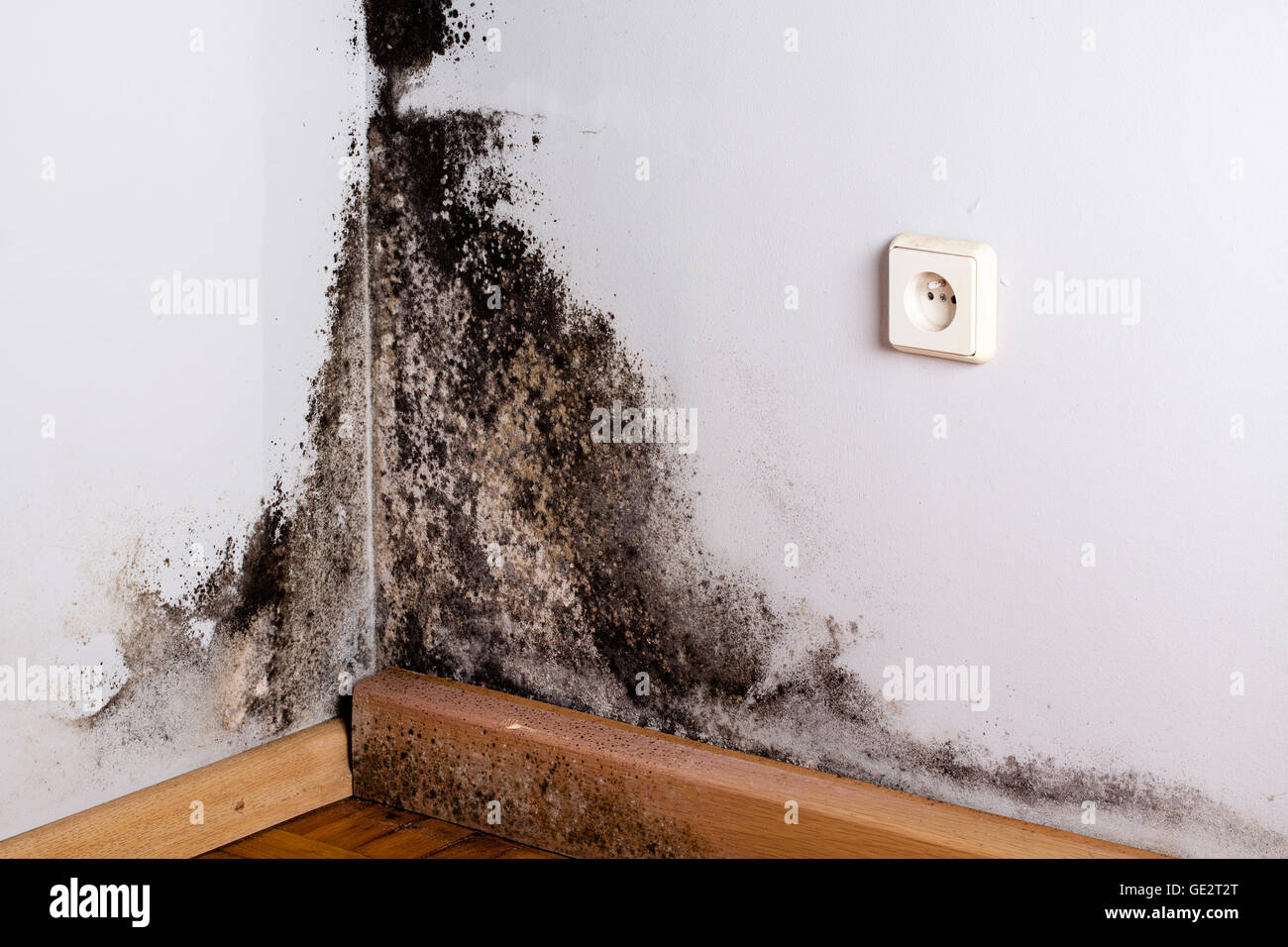 Black mold in the corner of room wall Stock Photo