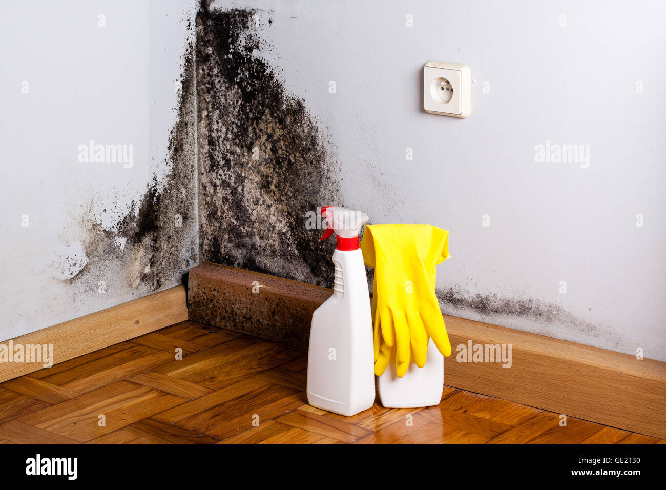 Black mold in the corner of room wall. Preparation for mold removal. Stock Photo