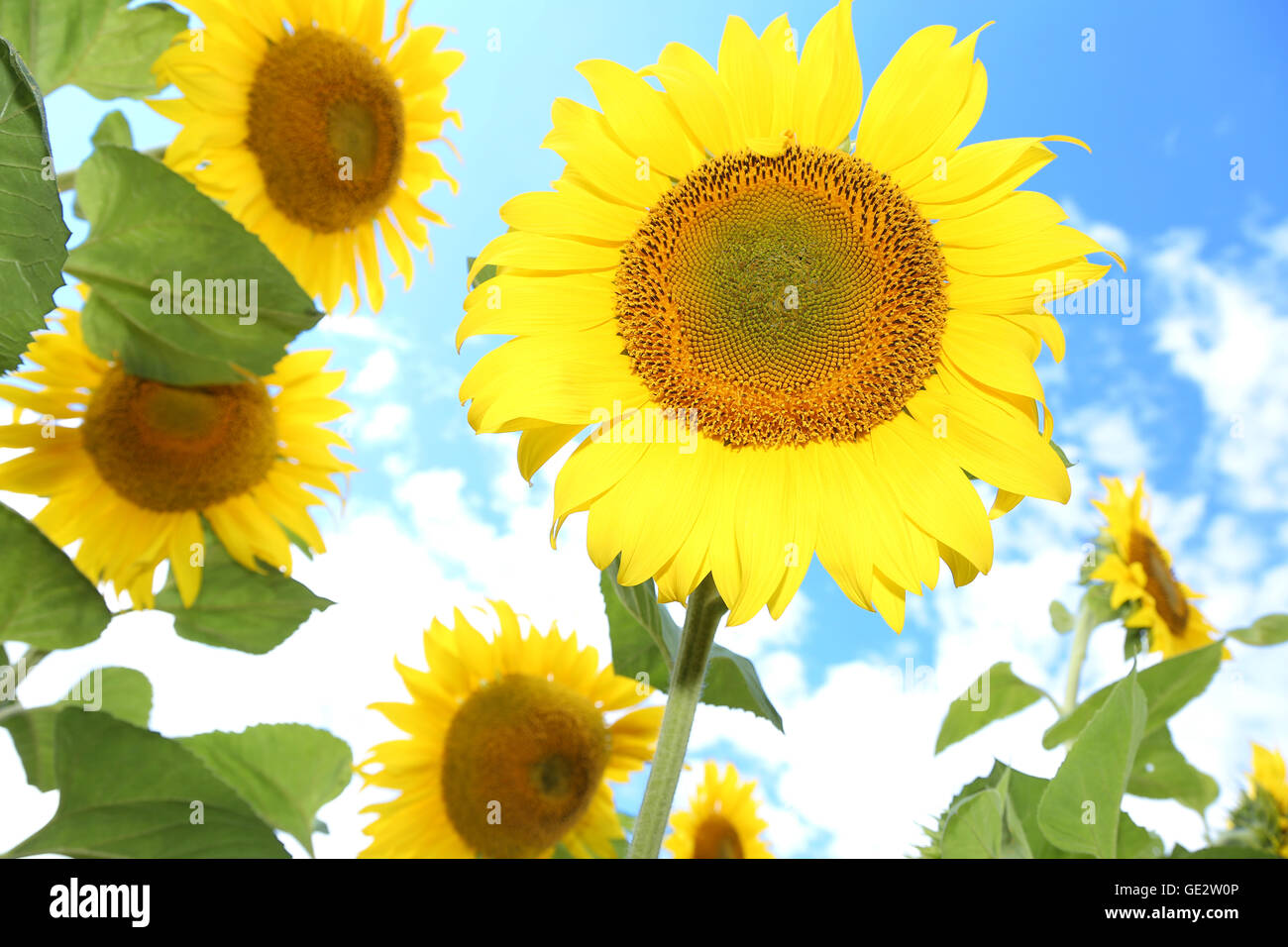Bright picture of sunflowers in the field on the sunny day Stock Photo ...