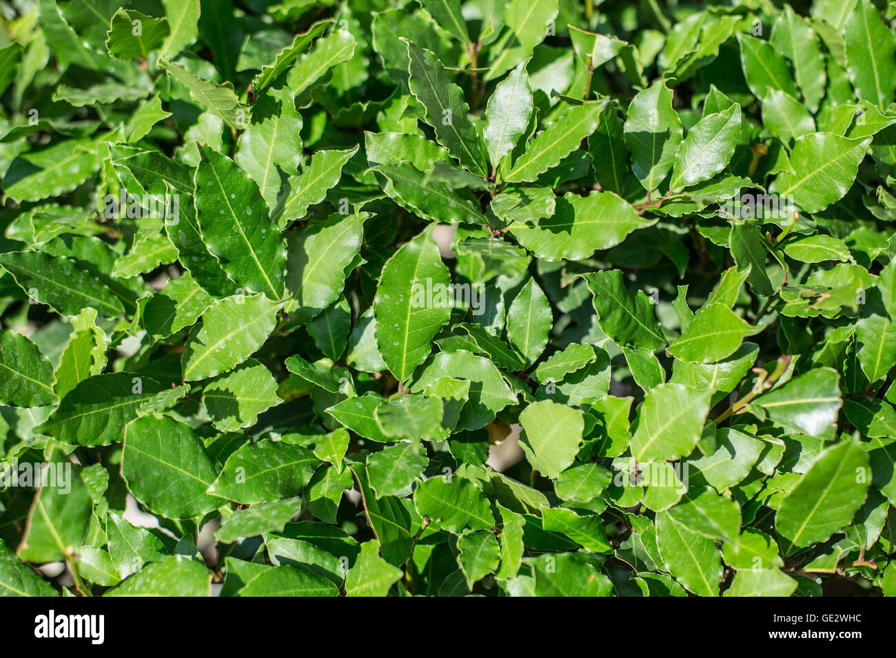 Fresh leaves of laurel plant. Macro shot. Stock Photo