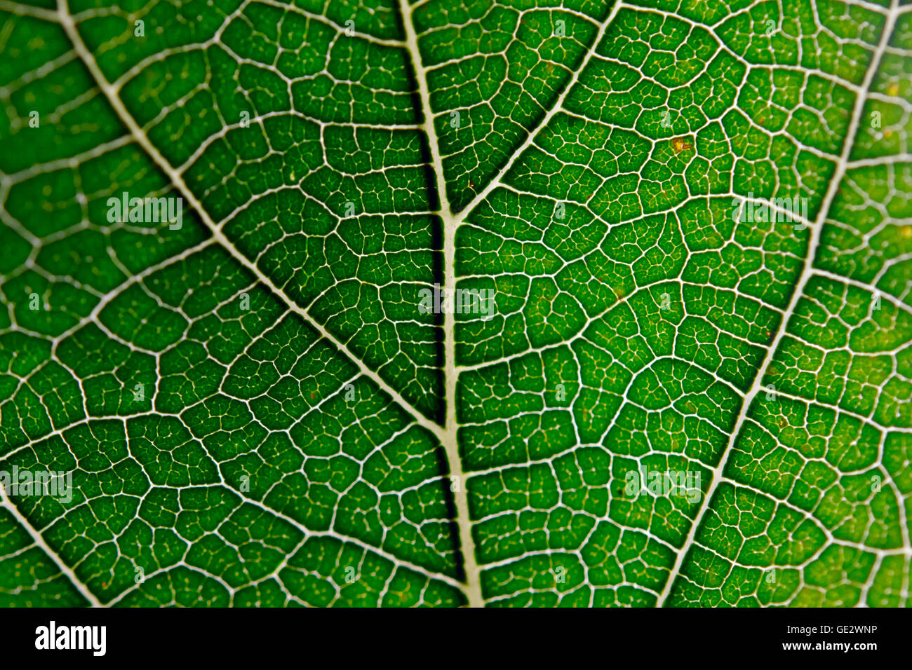 Leaf texture abstract background with closeup view on veins Stock Photo ...