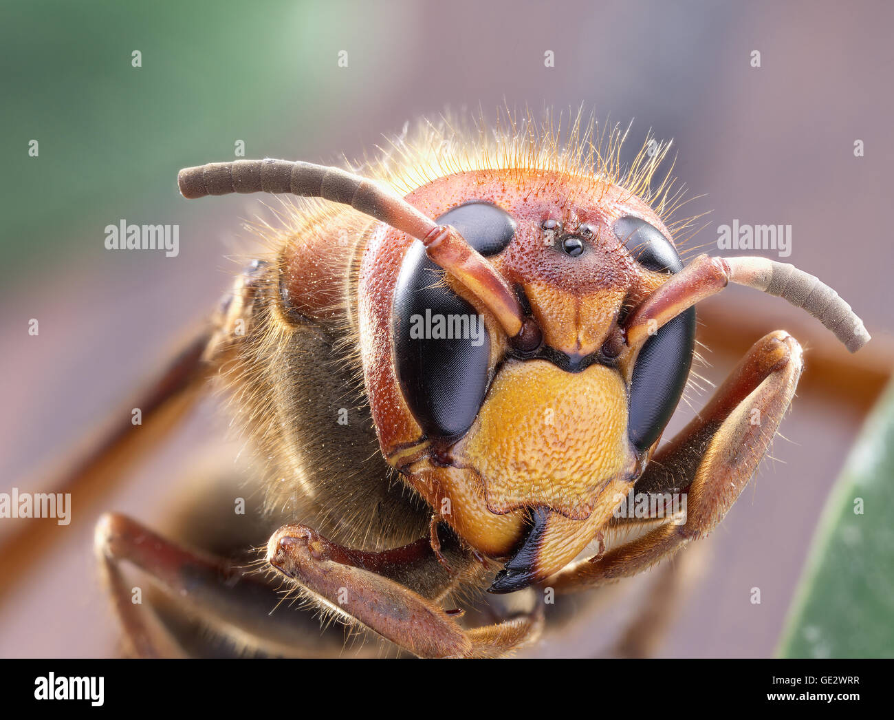 Macro shot of hornet or yellow jacket. Stock Photo