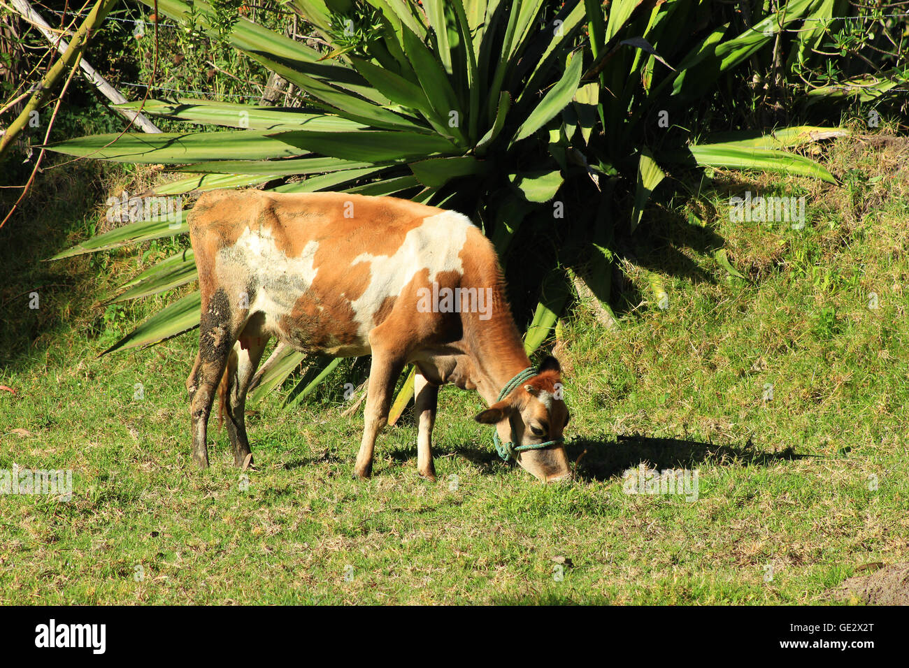 A cow in a pasture on a farm in Cotacachi, Ecuador Stock Photo Alamy
