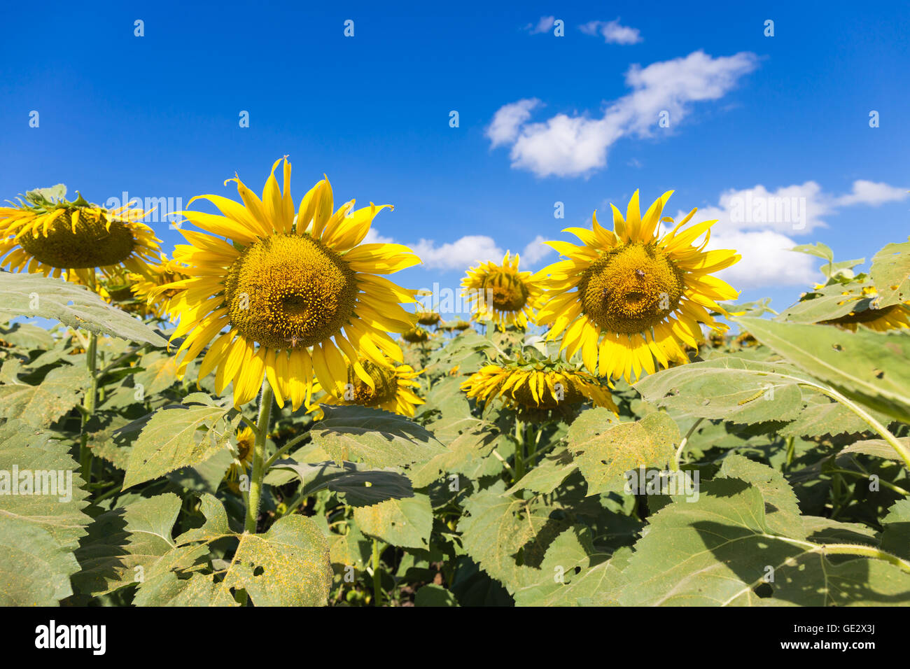 sunflowers on blue sky background at the field in summer Stock Photo ...