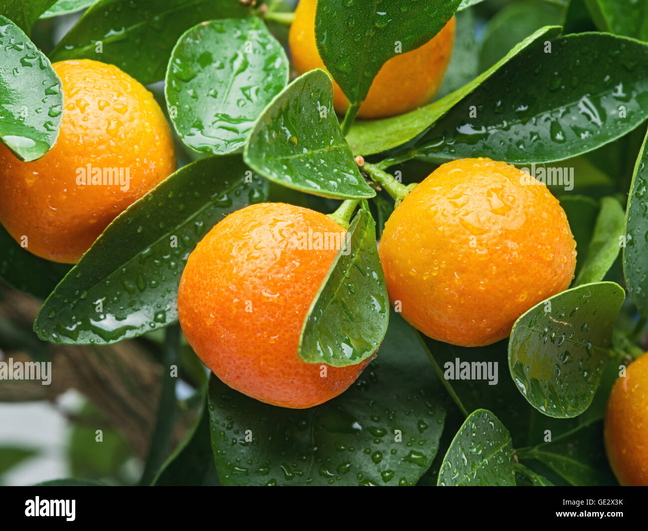 Ripe tangerine fruits on the tree. Blue sky background Stock Photo Alamy