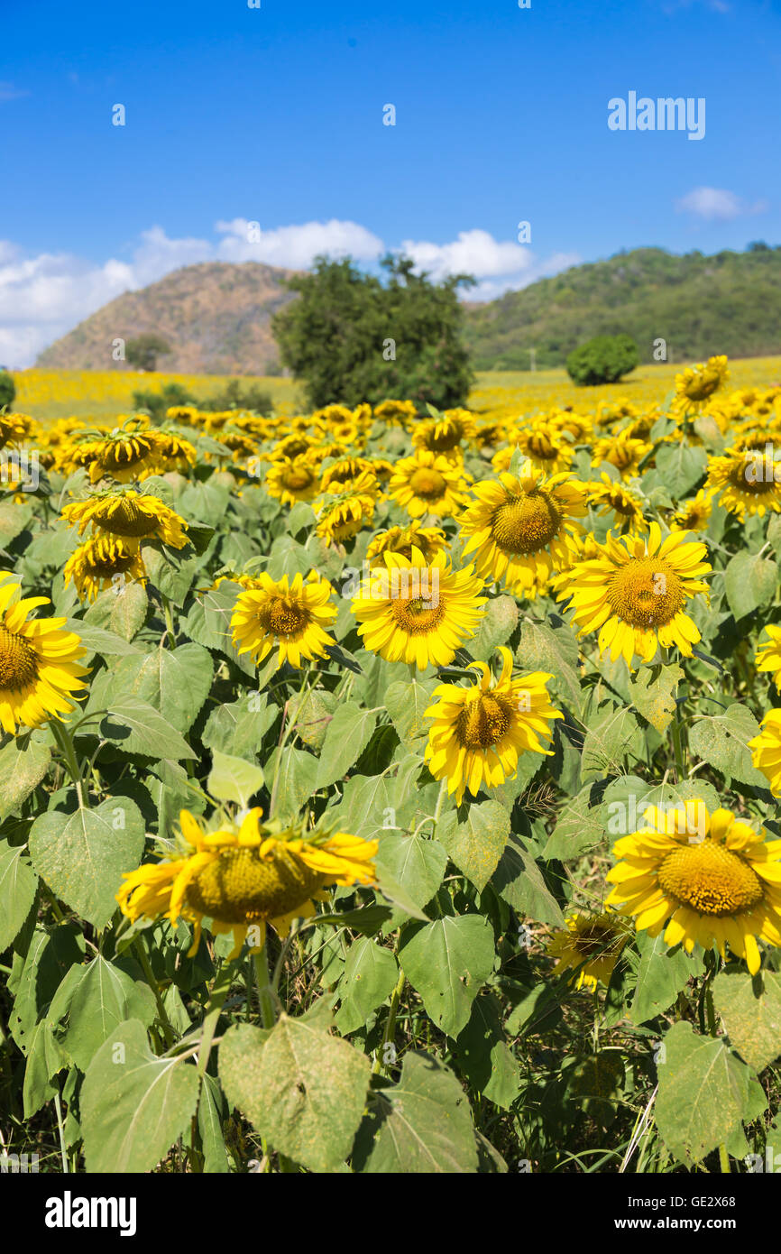 sunflowers on blue sky background at the field in summer Stock Photo ...