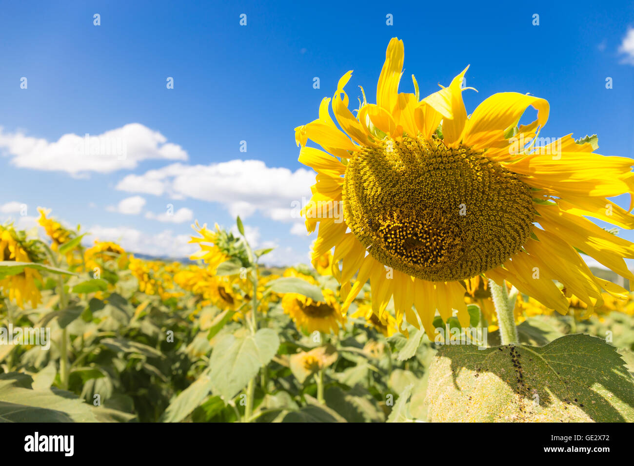 sunflowers on blue sky background at the field in summer Stock Photo ...