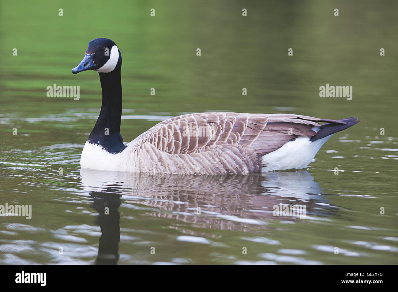 photograph of a Canada Goose swimming Stock Photo - Alamy