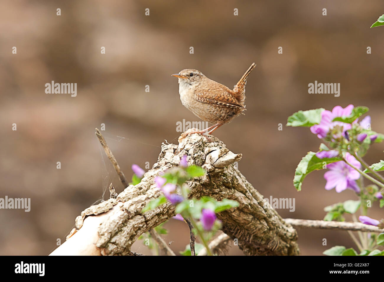 Jenny wren hires stock photography and images Alamy