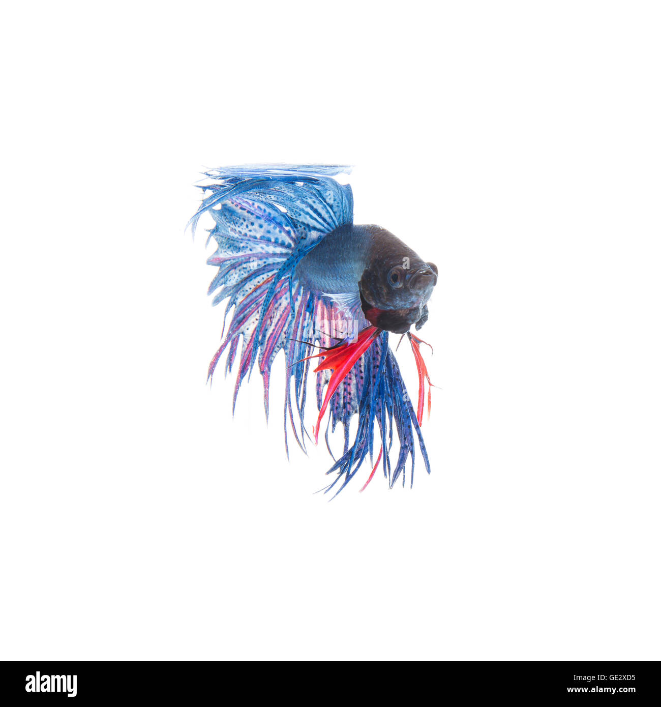Blue siamese fighting fish, betta splendens isolated on white background Stock Photo