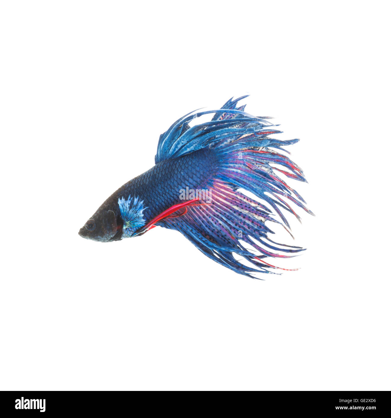 Blue siamese fighting fish, betta splendens isolated on white background Stock Photo