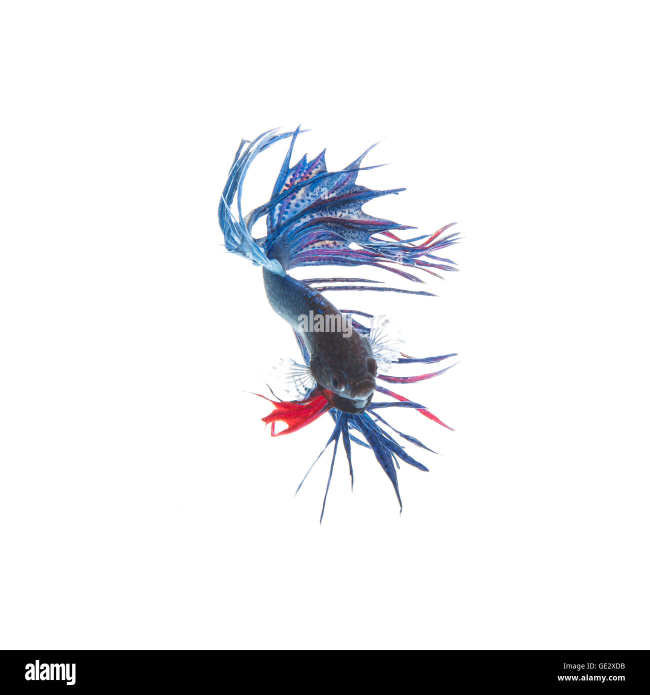 Blue siamese fighting fish, betta splendens isolated on white background Stock Photo