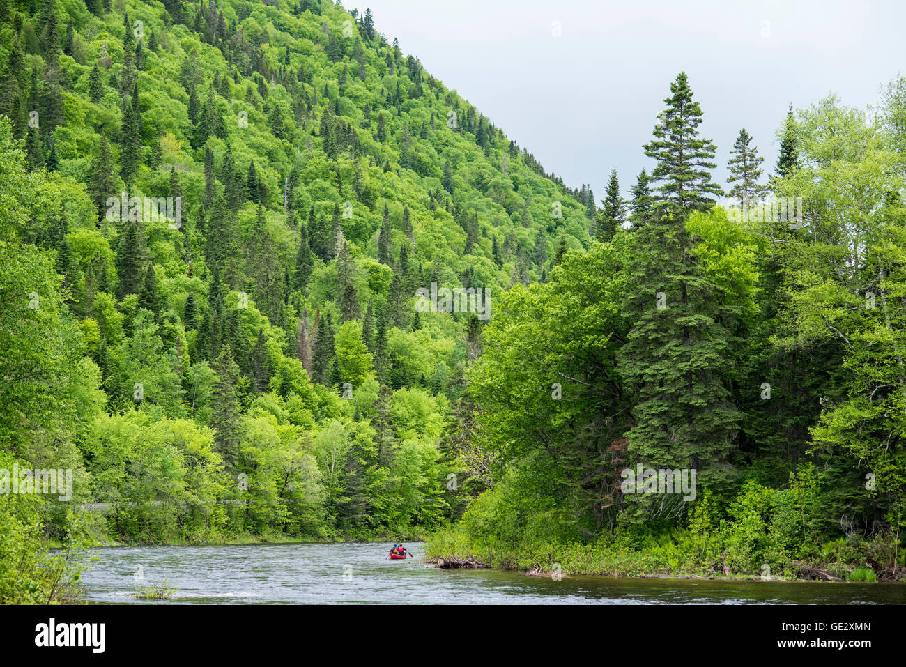 Kedgwick River Stock Photo Alamy
