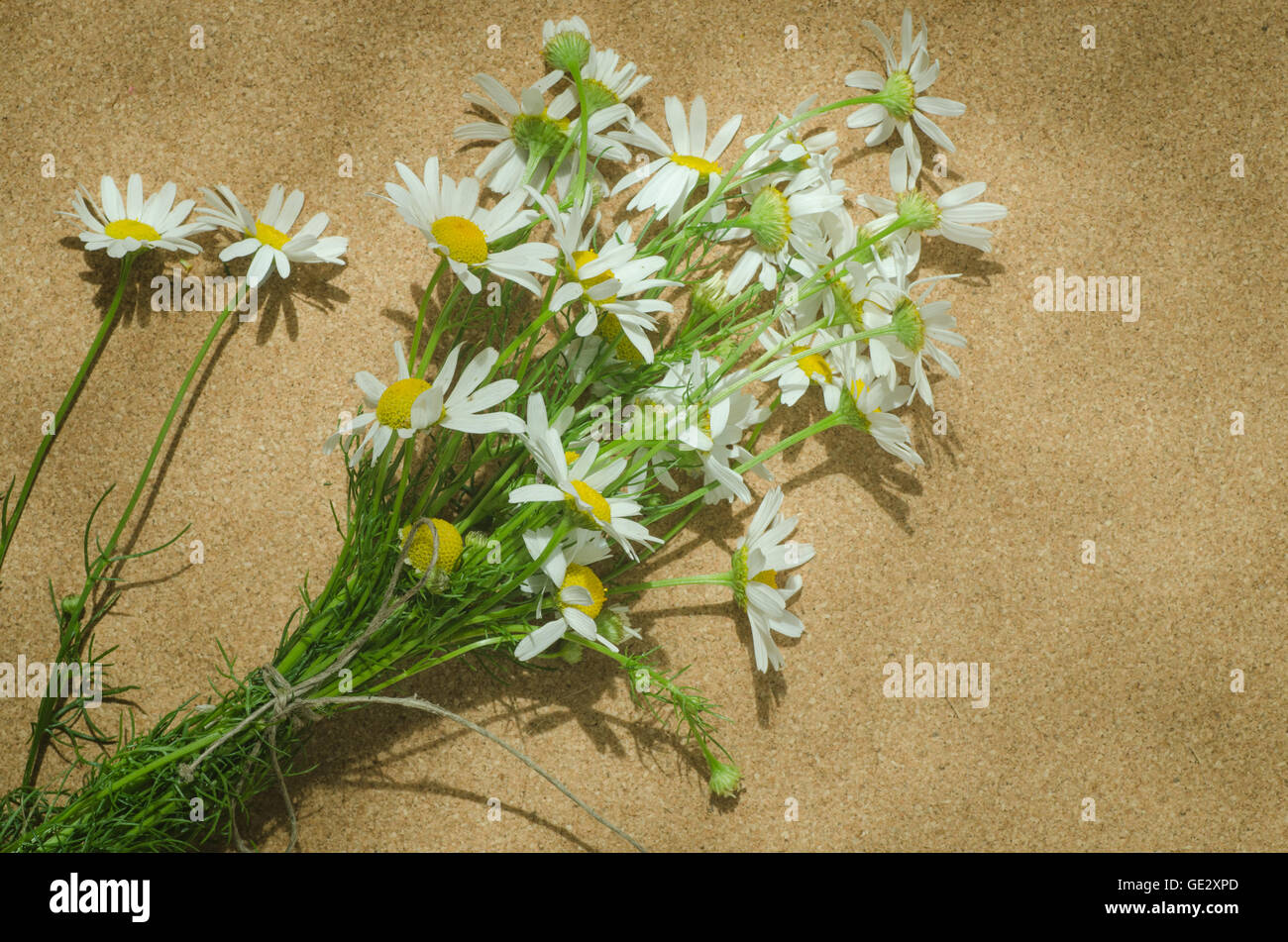 chamomile herbaceous perennial plant flowers Stock Photo