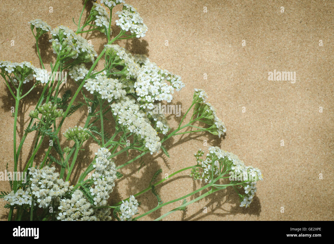 common yarrow herbaceous perennial plant Stock Photo