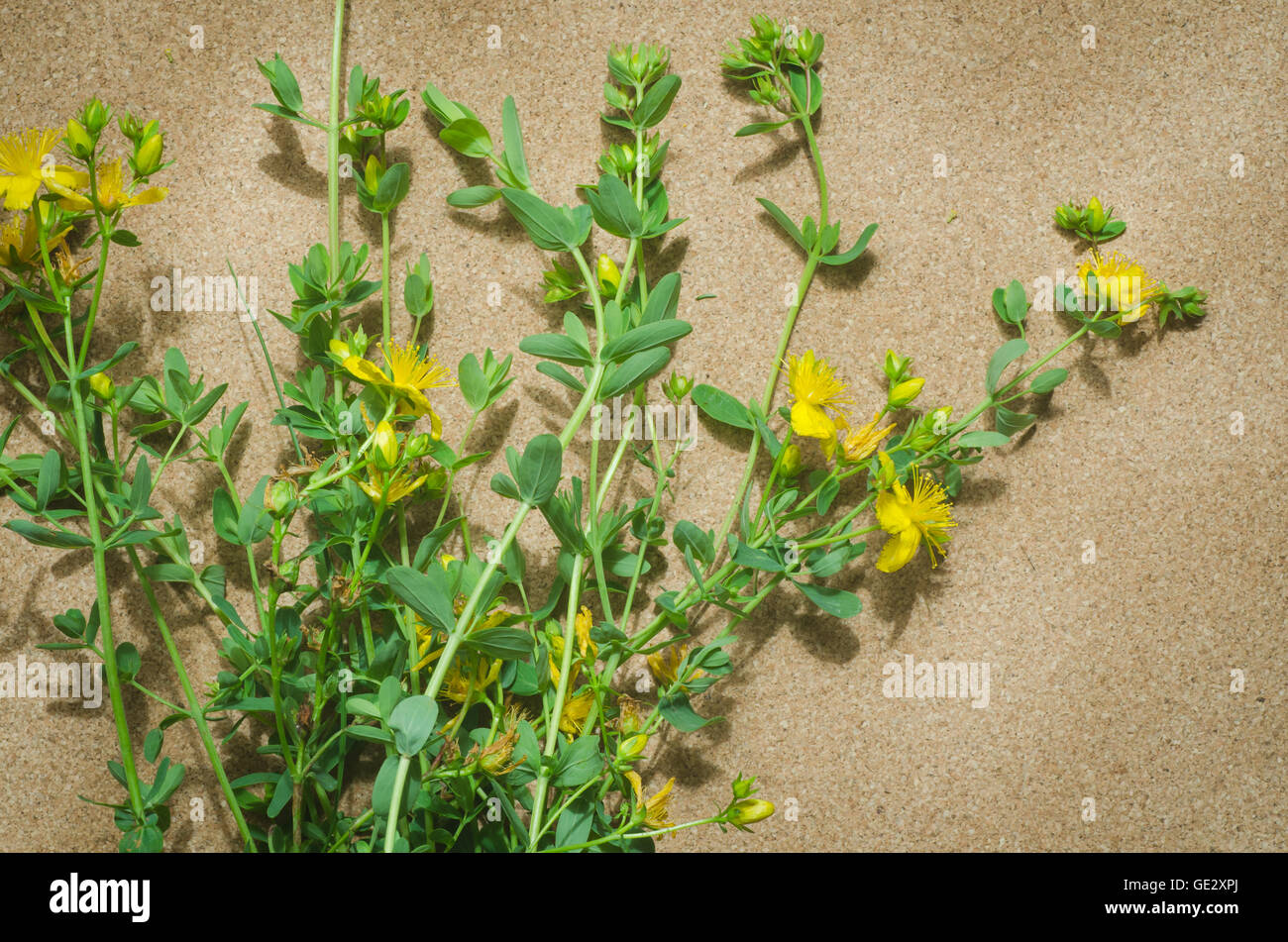 St. John's wort herbaceous perennial plant Stock Photo