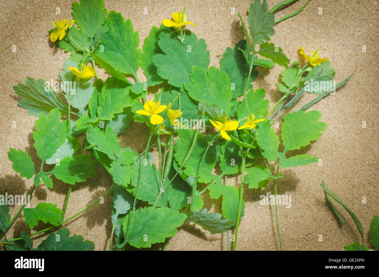 greater celandine, tetterwort,  herbaceous perennial plant Stock Photo
