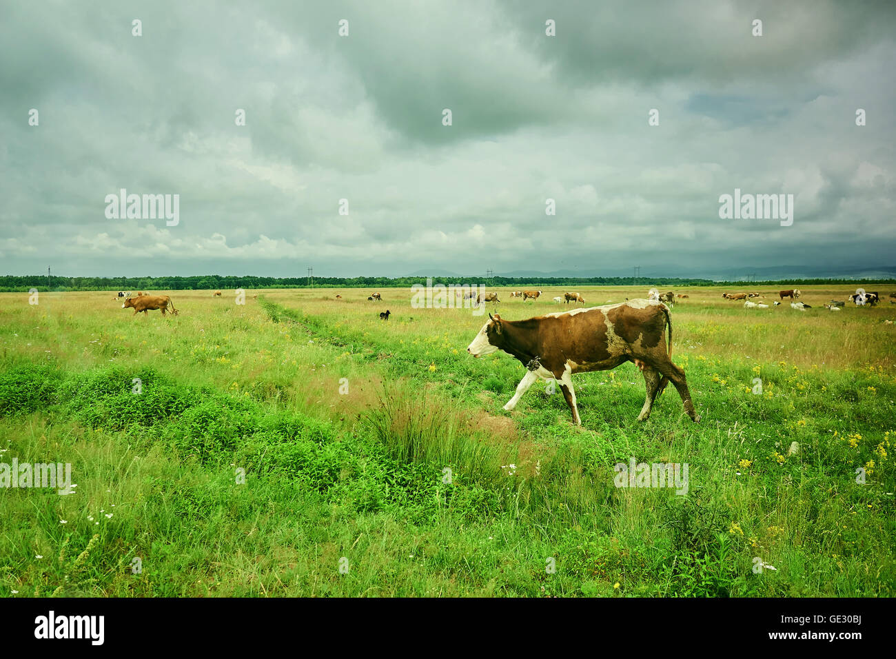 Cows on a large green field, with cloudy sky Stock Photo - Alamy