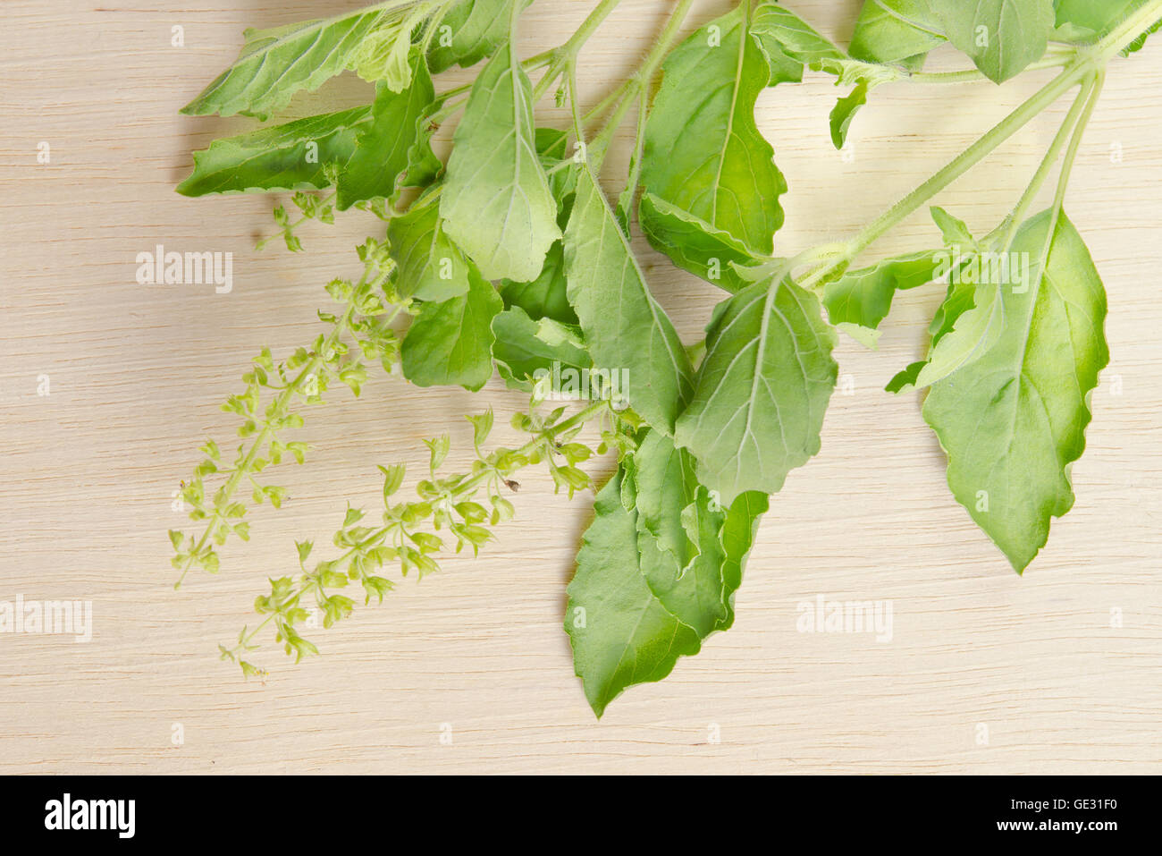 Basil leaf herb (Other names are Ocimum basilicum, great basil, Saint-Joseph's-wort, Basil Lamiaceae, thyrsiflora, lemon basil, Stock Photo