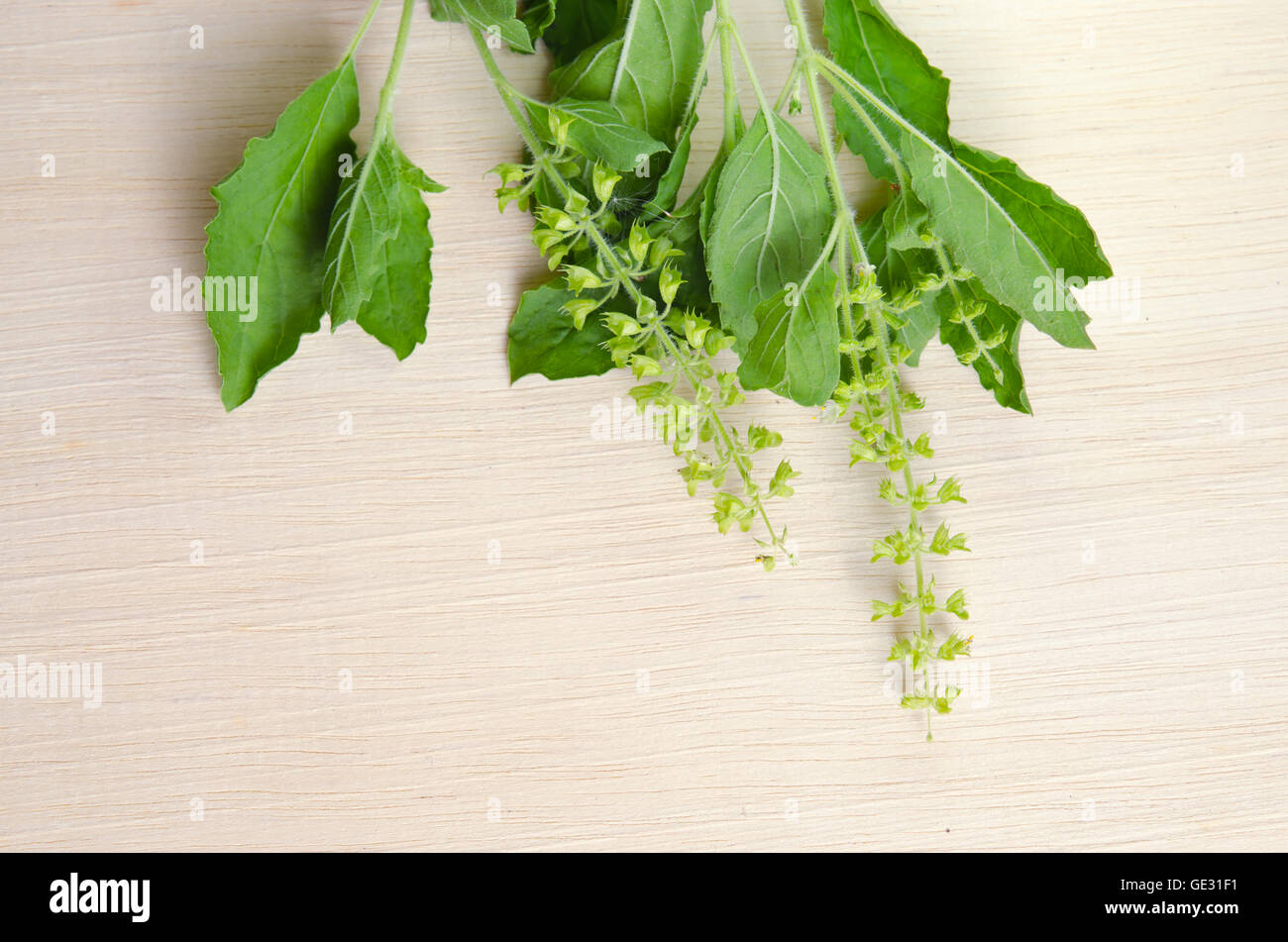 Basil leaf herb Stock Photo