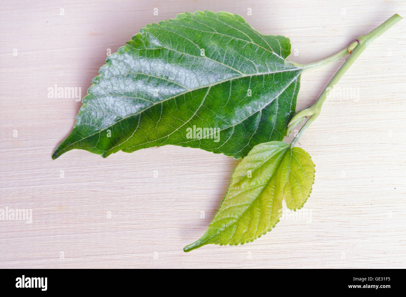 Mulberry (Other names are MORUS ALBA, Moraceae, mulberry, white mulberry, Chinese mulberry, Morus cathayana) leaf isolated on wo Stock Photo