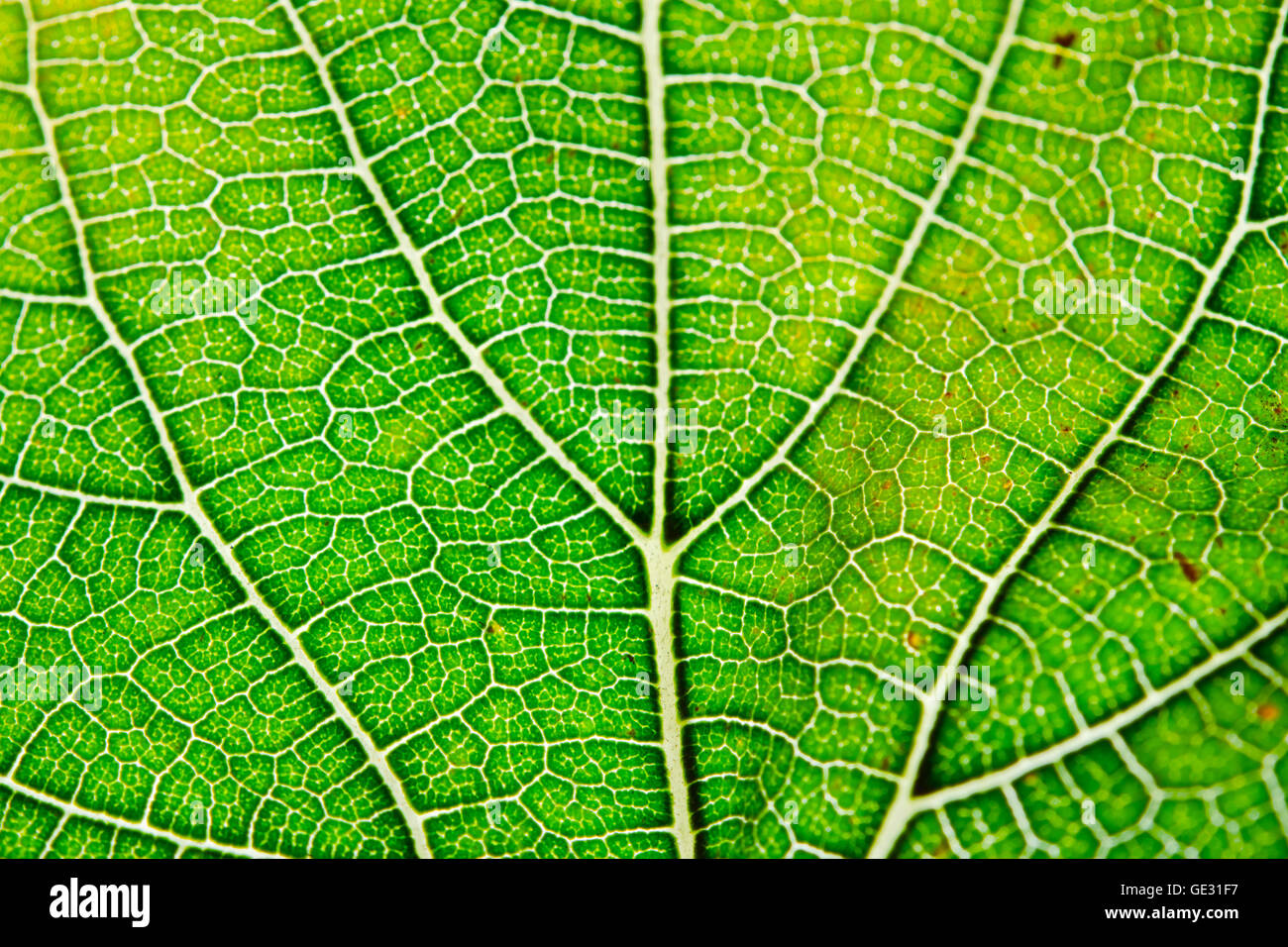 Texture of green leaf and veins Stock Photo