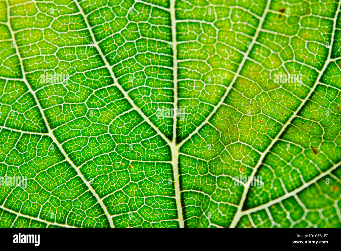 Microscopic Leaf Structure Microscopic Leaf Structure