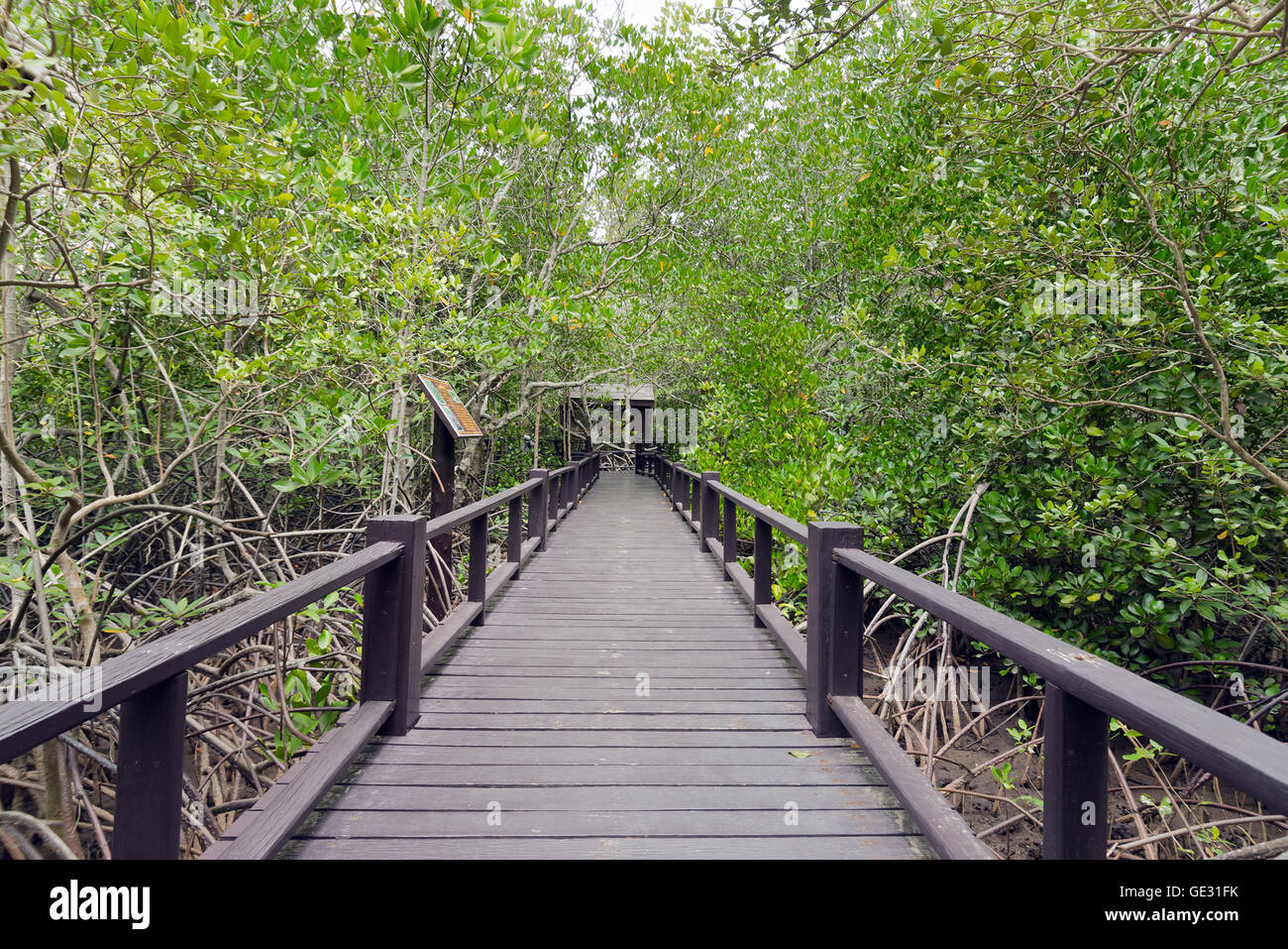 Mangrove forest (Trees include Rhizophoraceae, Ceriops, tagal, decandra, apiculata, meliaceae, xylocarpus, moluccensis, roem, Av Stock Photo